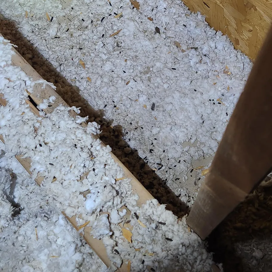 Attic insulation heavily fouled with bat droppings along a rafter run.