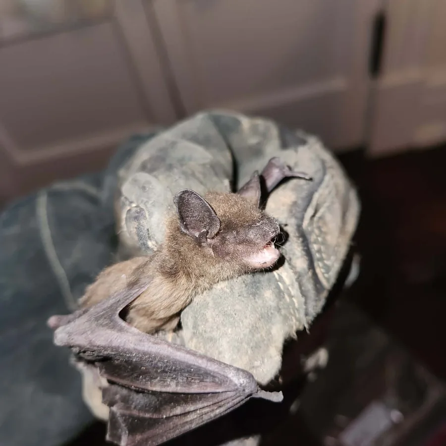 A bat held in a heavy leather glove, wings folded.