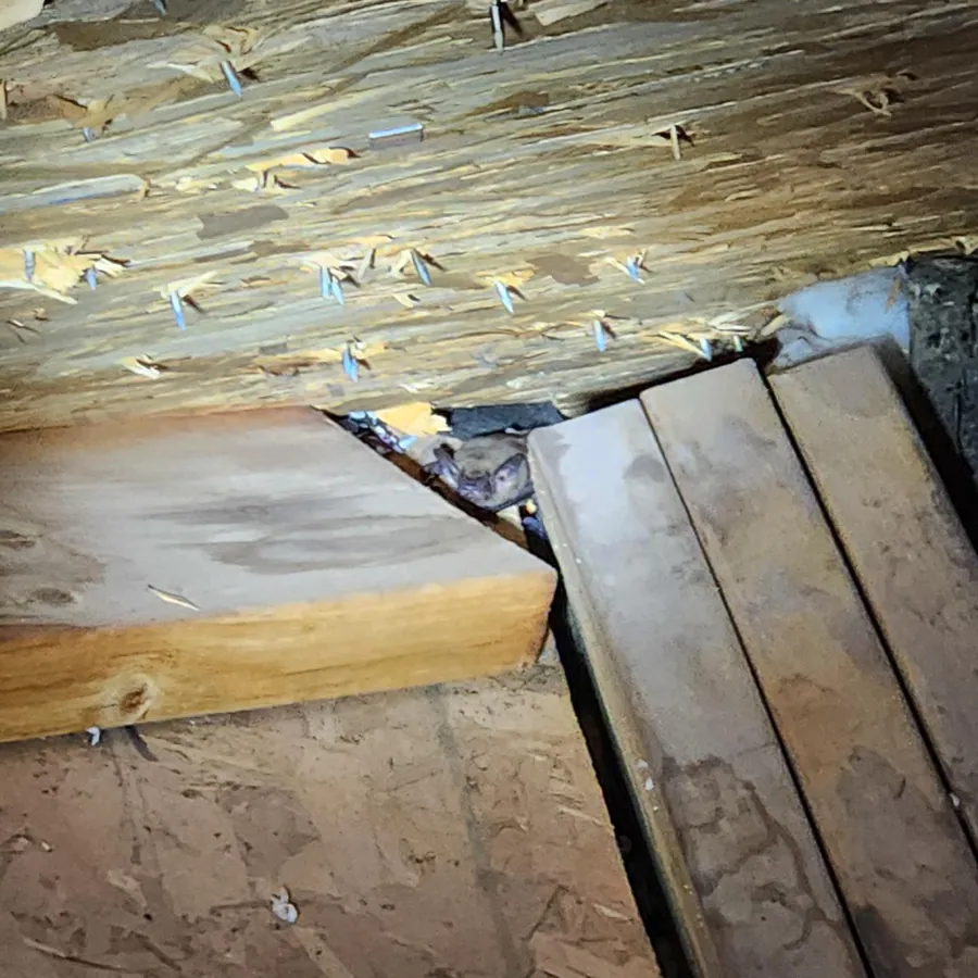 A bat tucked into the narrow gap where the roof decking meets a beam in an attic.