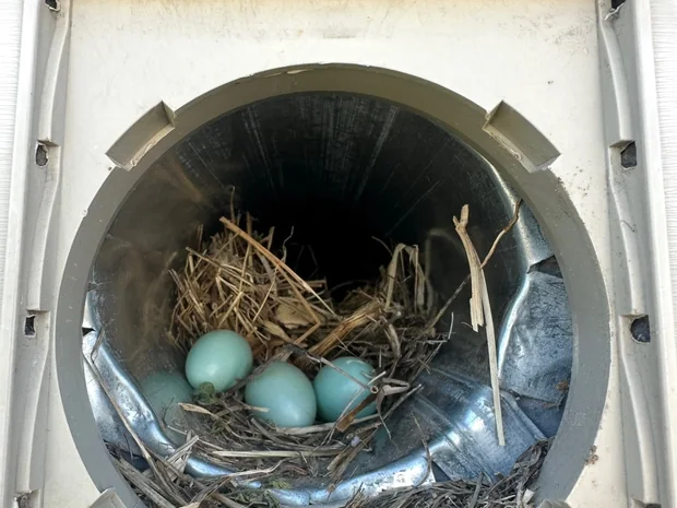 A nest of straw with four pale blue eggs built inside a dryer vent duct.