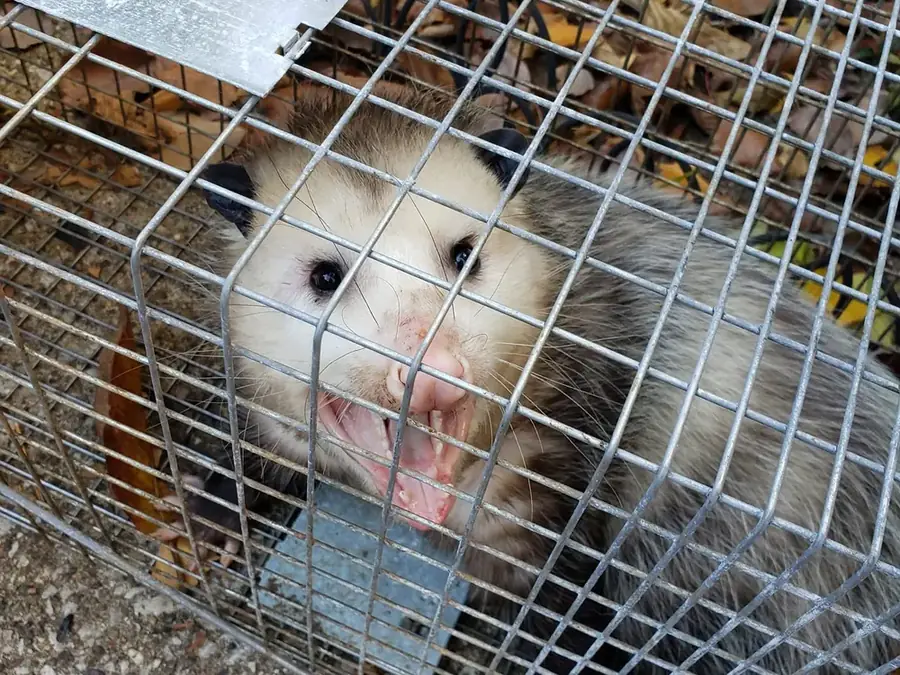 An opossum in a wire live trap.