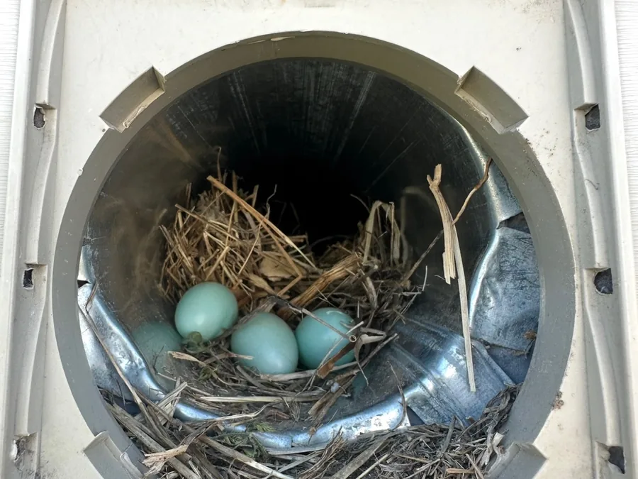 A bird nest with four eggs built inside a metal exhaust duct.