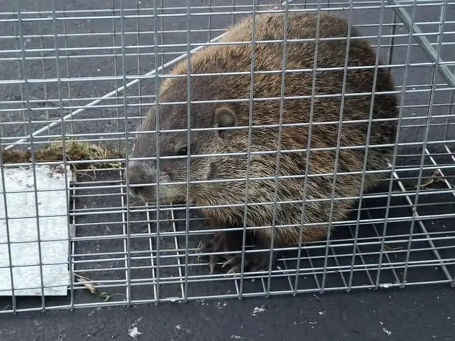 A groundhog in a live trap on a driveway.