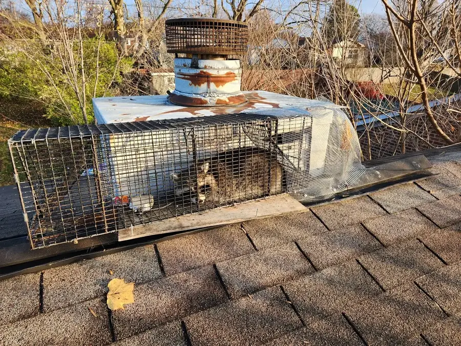 A live trap set on a shingled roof beside a chimney.