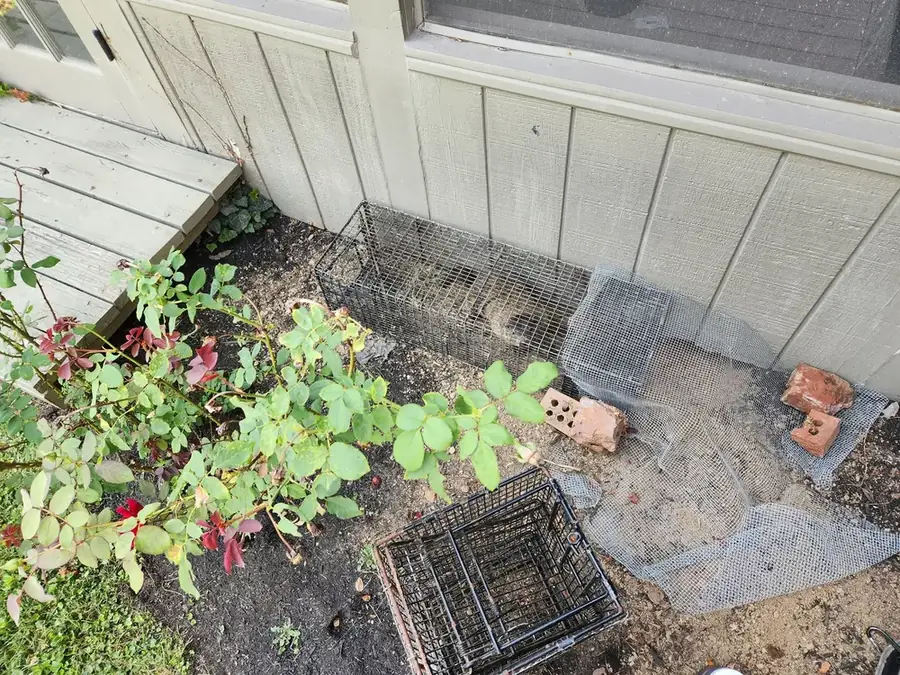 Traps set along a foundation beside a garden bed.