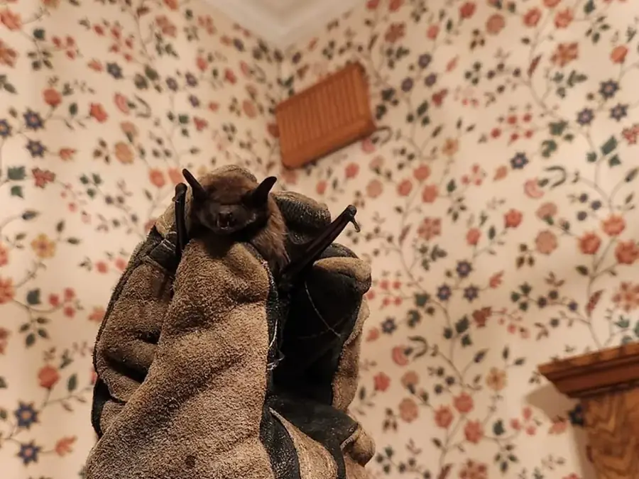 A young raccoon held in a gloved hand wrapped in a towel.