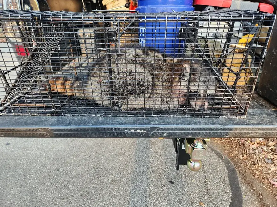 A raccoon in a long wire trap in a truck bed.