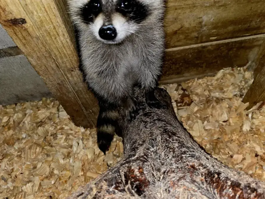 A raccoon looking out from inside a wooden structure.