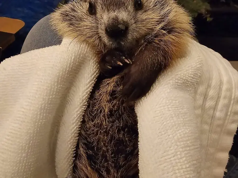 A groundhog wrapped in a towel and held against a coat.