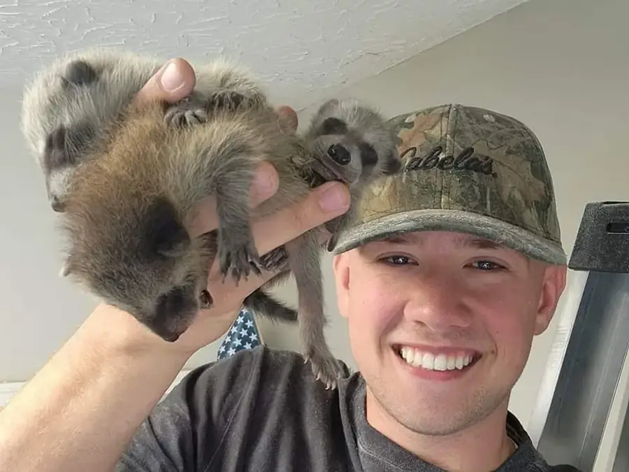 A crew member holding young raccoons.