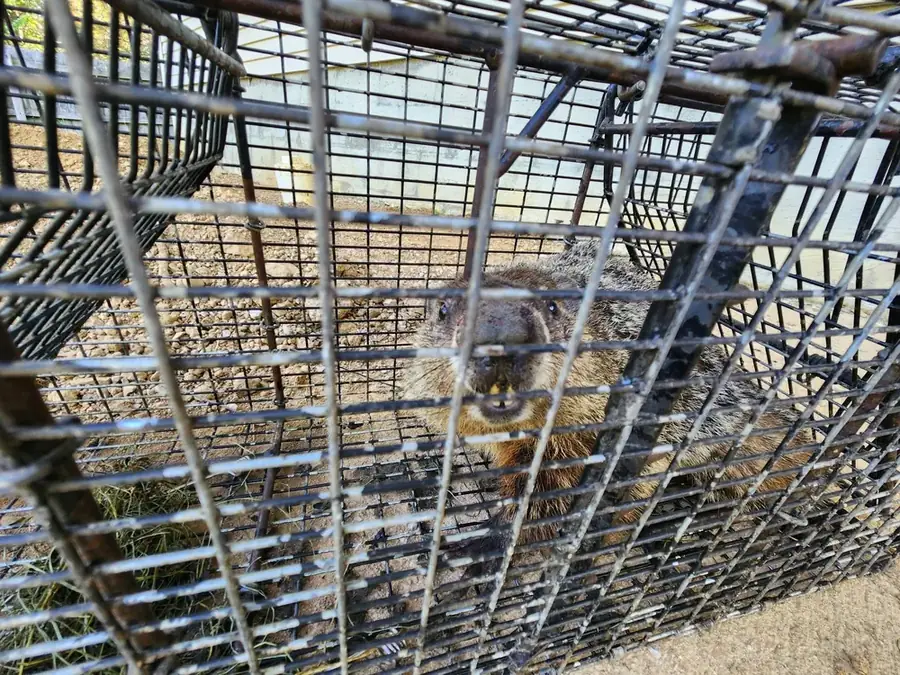 Raccoons in stacked wire live traps.