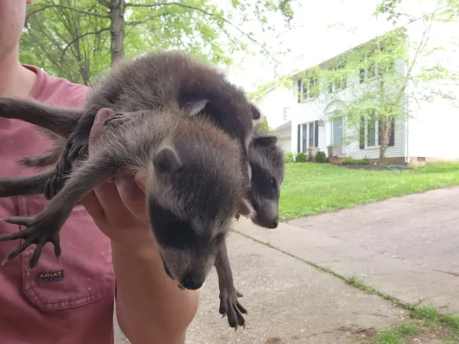 A raccoon held in gloved hands in front of a house.