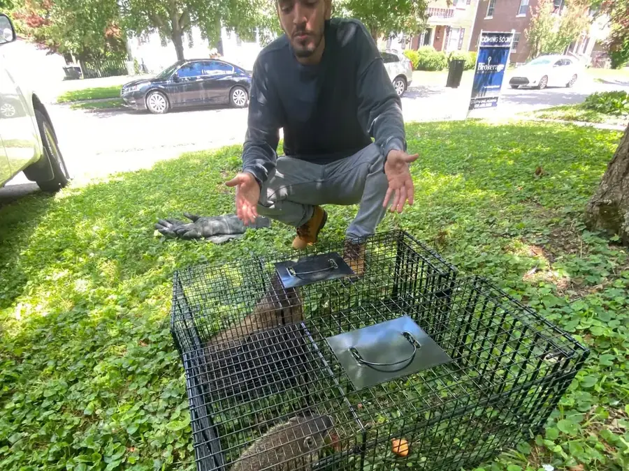 A crew member crouched behind two live traps on a lawn.