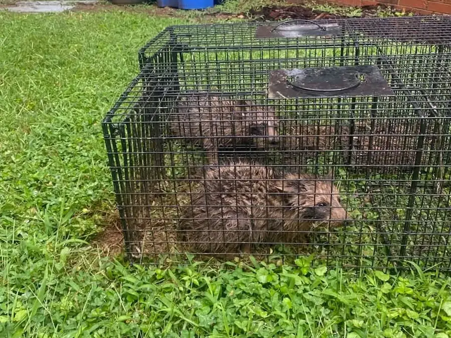 A groundhog in a live trap set in tall grass.