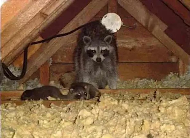 Raccoons inside a residential attic among the insulation.