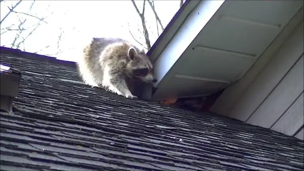 A raccoon entering a home's attic through a soffit return.