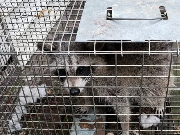 A raccoon looking out through the mesh of a wire live trap set on a wooden deck.