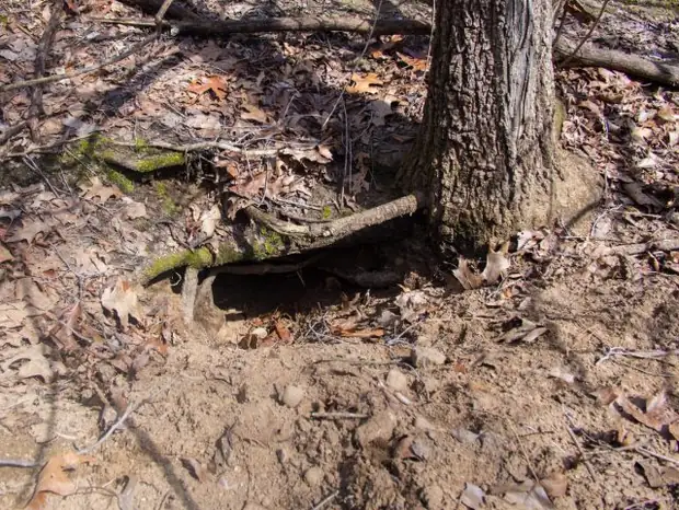 A coyote den entrance dug into a bank among leaf litter.