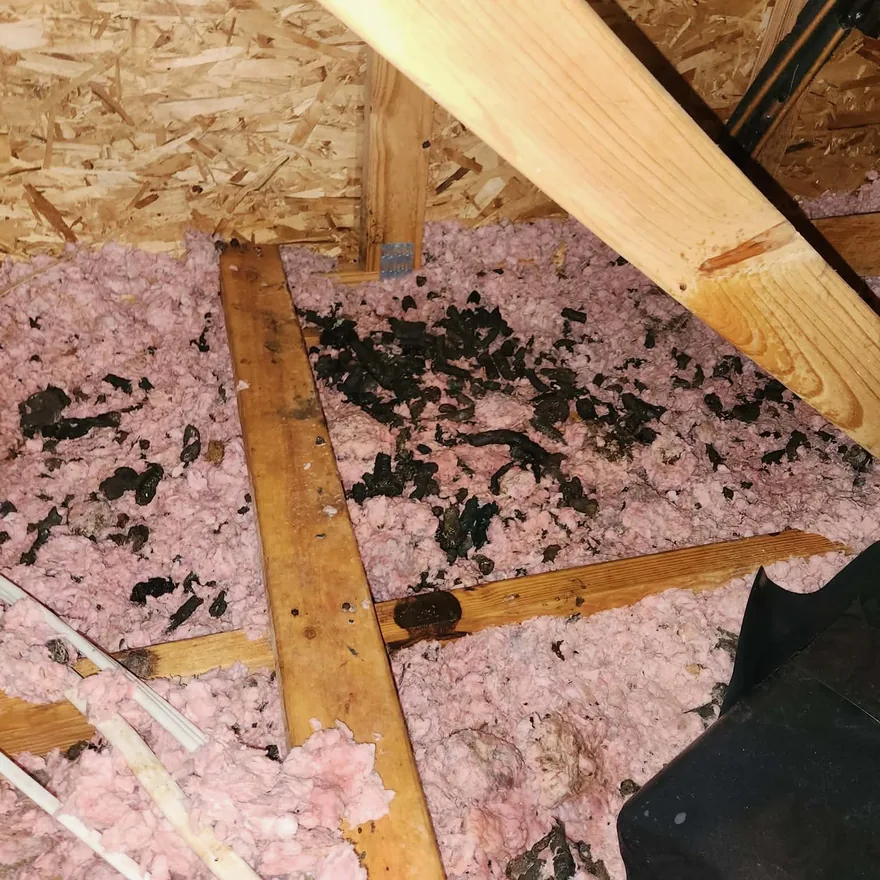 Attic loose fill insulation scattered with raccoon droppings between the joists, with wiring and a duct running through.