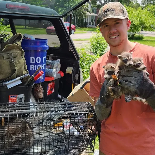 A crew member at the back of the loaded work truck holding three young raccoons in gloved hands.