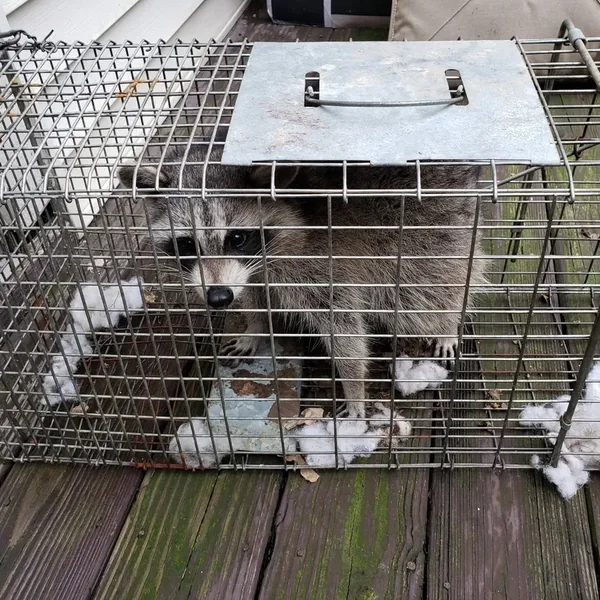 A raccoon inside a wire live trap on a wooden deck.