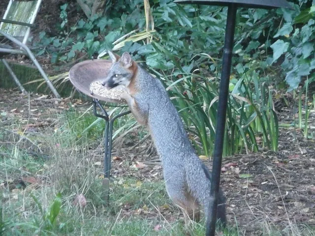 A gray fox standing on its hind legs to eat from a bird bath in a yard.
