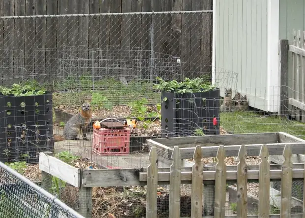 A family of gray foxes in a fenced backyard beside raised garden beds.