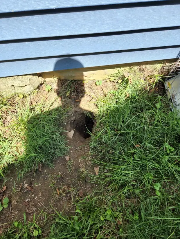 A groundhog burrow entrance dug in against a house foundation.