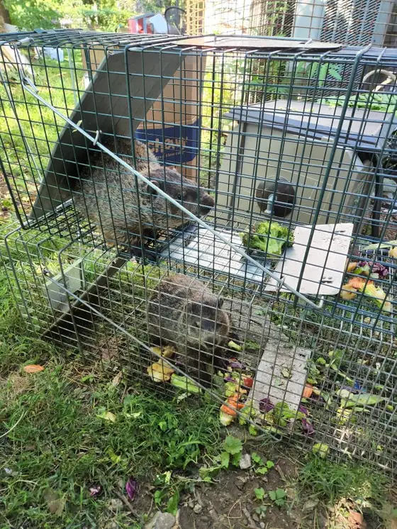 Two young groundhogs in stacked wire live traps.