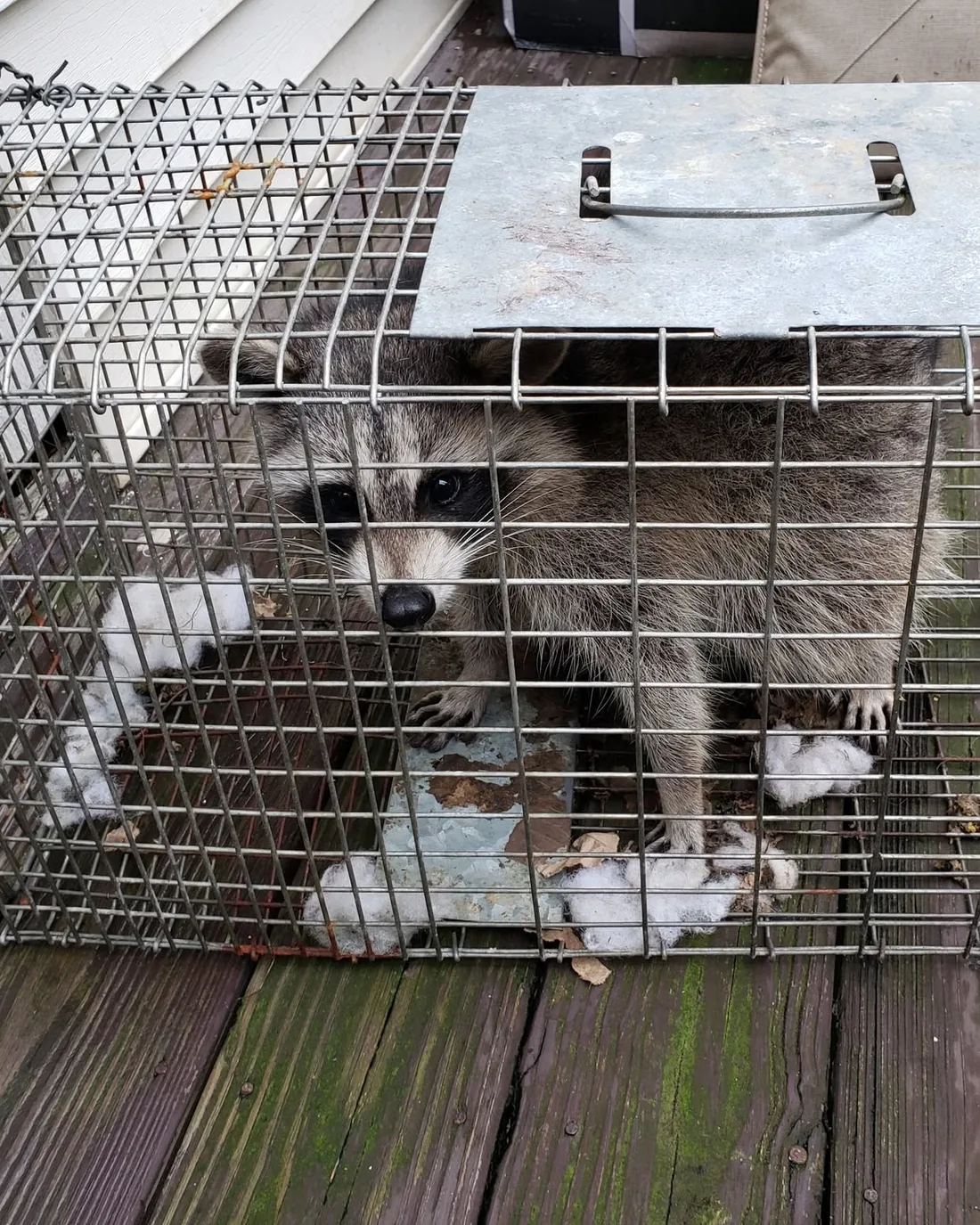 A raccoon in a wire live trap on a wooden deck, looking out through the mesh.
