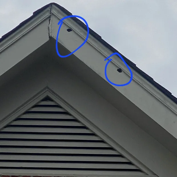A gable end photographed from the ground with two entry holes circled in blue at the roof line.