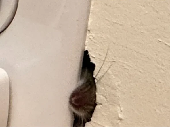 A mouse squeezing through a narrow gap between a wall and a fixture.