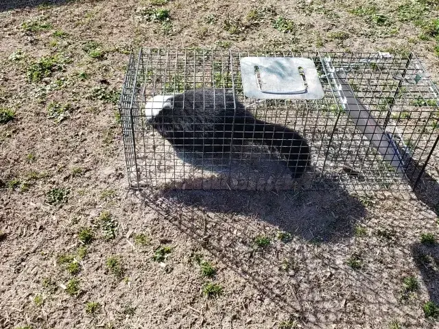 A striped skunk in a wire live trap on the ground beside a horse barn.
