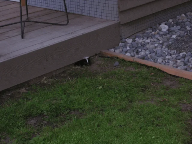 A skunk looking out from underneath a residential deck.