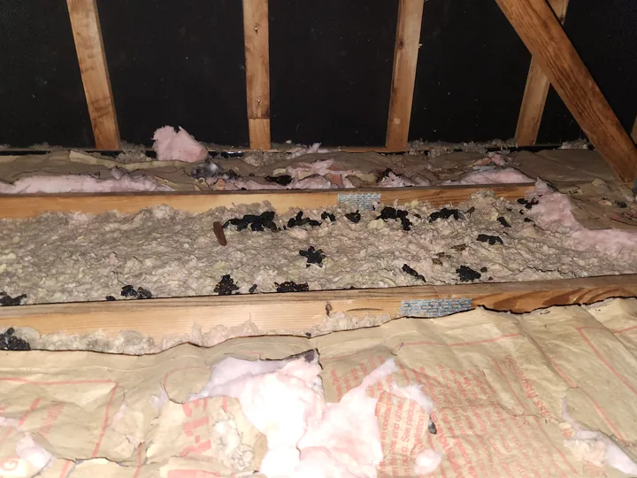 Attic insulation fouled with droppings along a joist bay before cleanout.