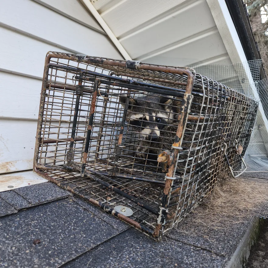 A live trap set at the roof edge against the soffit with exclusion mesh fitted around it and a raccoon caught inside.