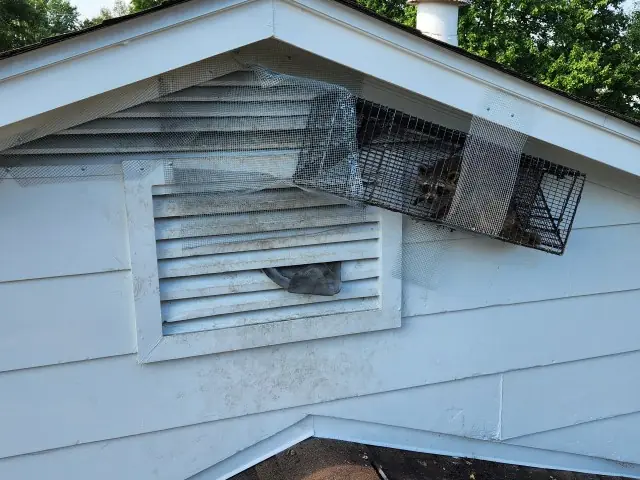 Trap mounted over the gable vent, mesh sealed around, raccoon caught inside.