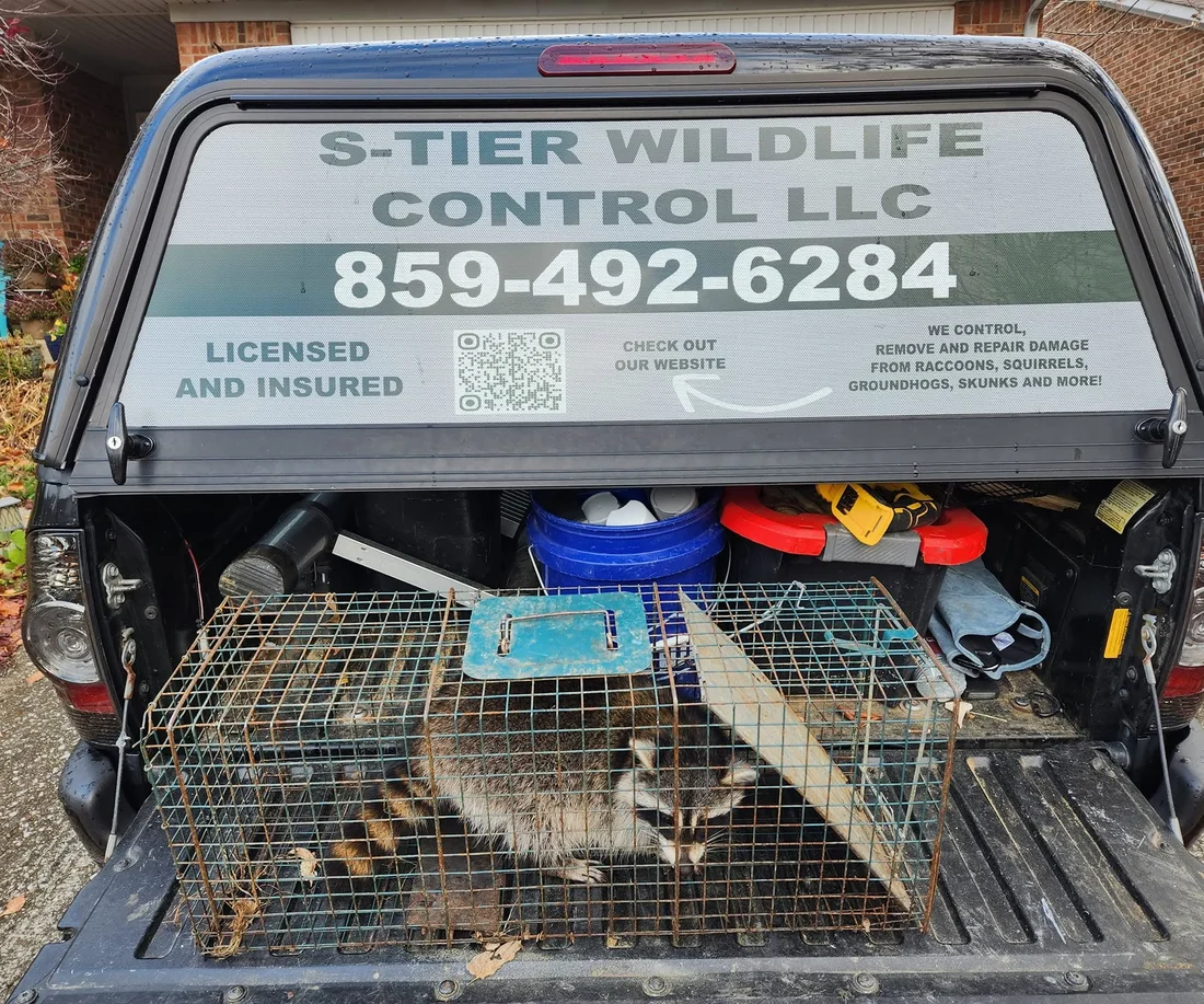 The back of the S-Tier Wildlife Control truck, lettered with the company name and phone number, with a raccoon in a live trap on the open tailgate.
