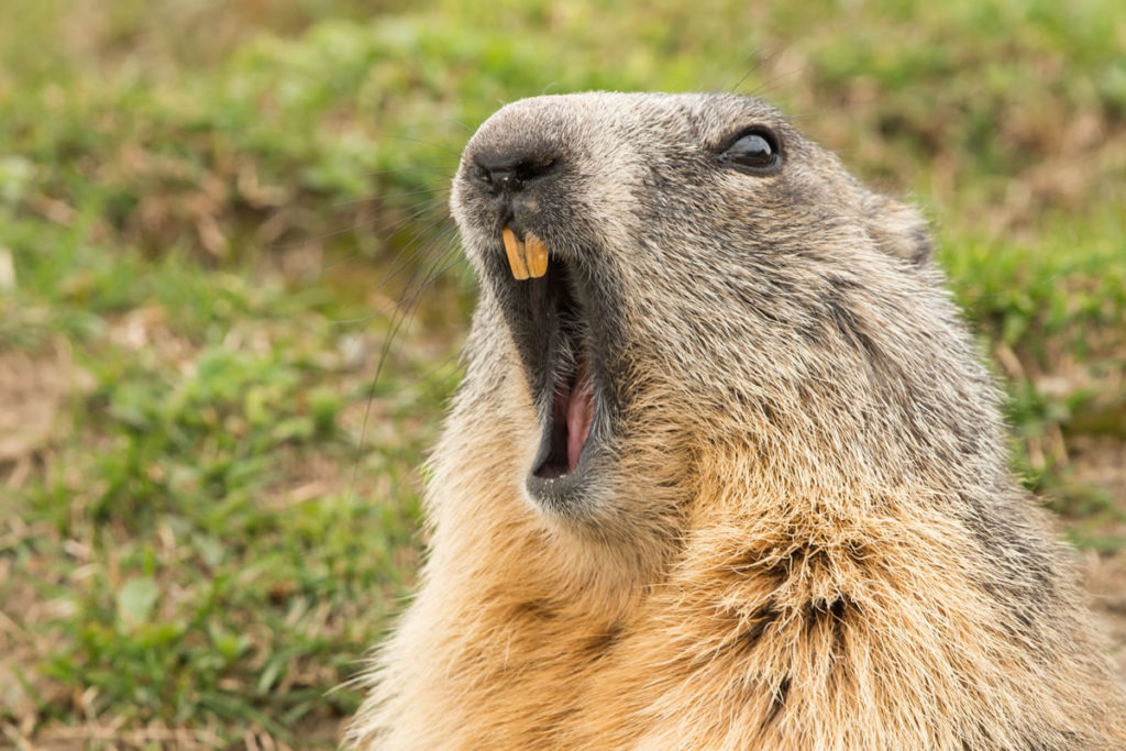 marmota monax